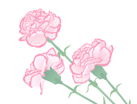 カーネーション