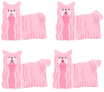 犬（マルチーズ）