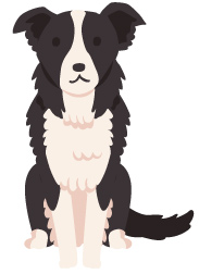 犬（ボーダー・コリー）
