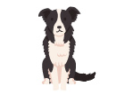 犬（ボーダー・コリー）