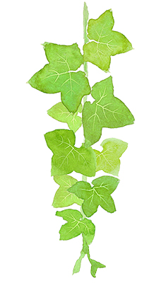 アイビー(水彩)