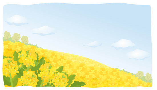 菜の花畑
